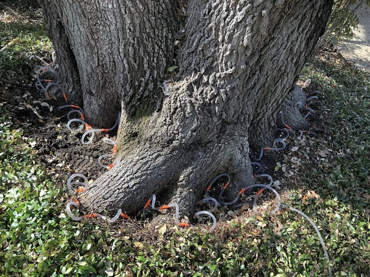 Detailed Tree Cabling and Bracing job site in Modena