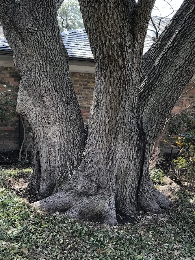 Mature heritage tree close to a Modena property cared for by certified arborists